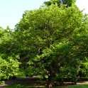 Hemiptelea davidii